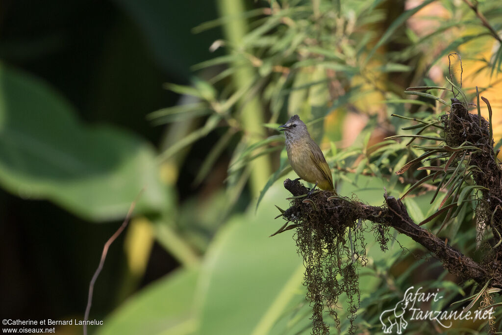 Bulbul flavescentadulte, habitat