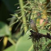 Flavescent Bulbul