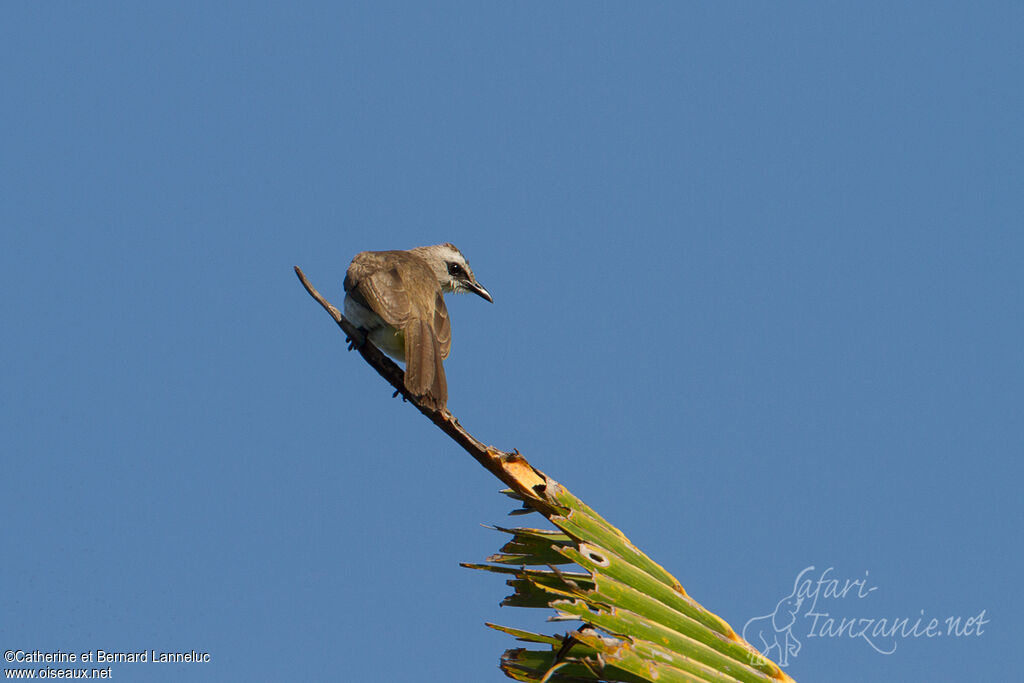 Bulbul goiavier