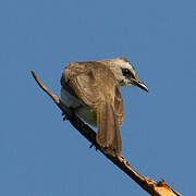 Yellow-vented Bulbul