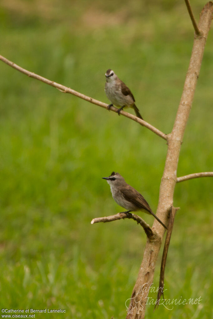 Bulbul goiavier