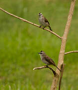 Yellow-vented Bulbul