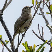 Sombre Greenbul