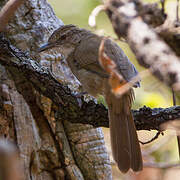 Terrestrial Brownbul