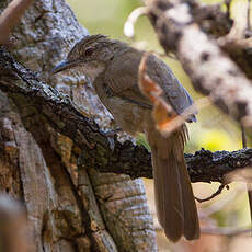 Bulbul jaboteur