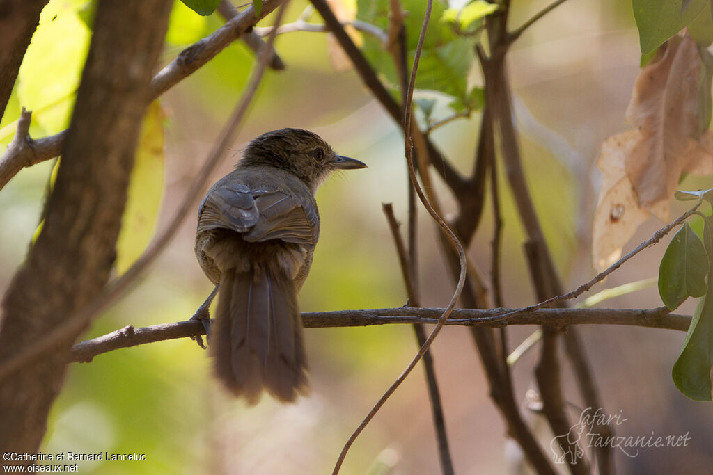 Terrestrial Brownbuladult