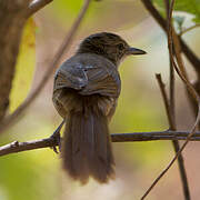 Terrestrial Brownbul