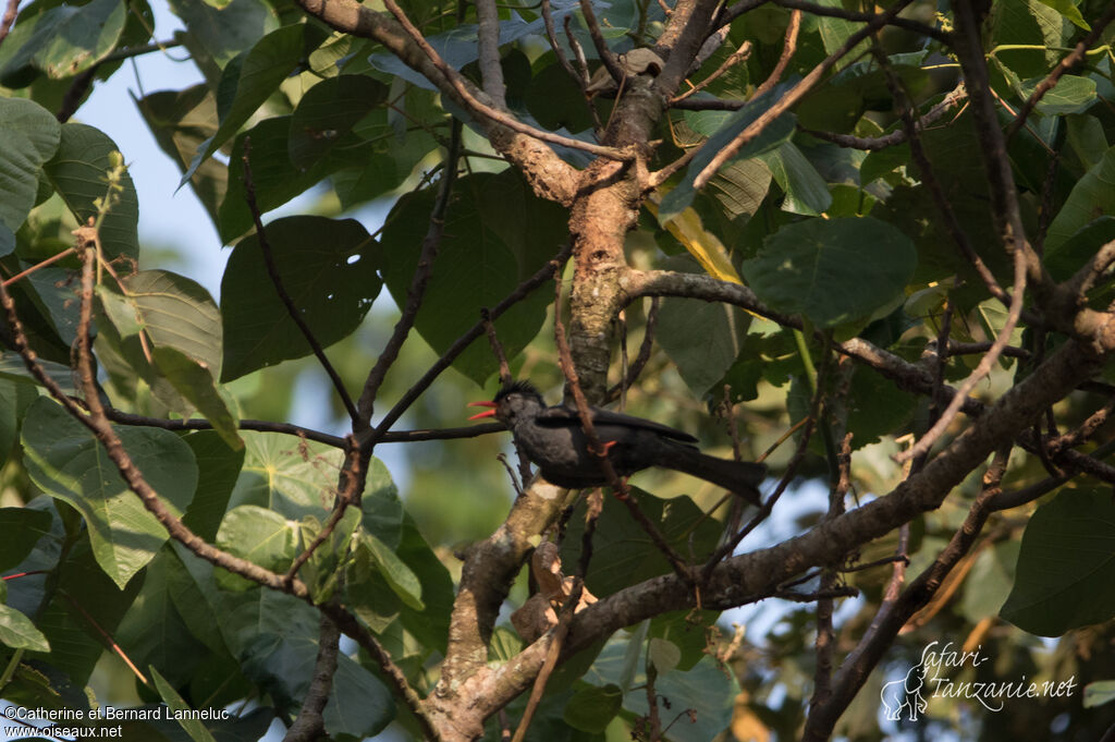 Bulbul noiradulte, chant