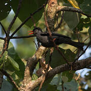 Black Bulbul