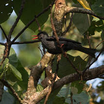 Bulbul noir