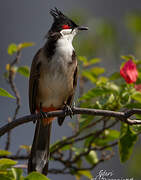 Red-whiskered Bulbul