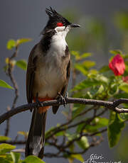 Bulbul orphée