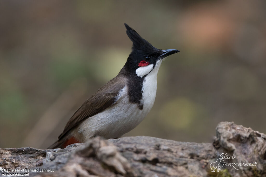 Bulbul orphéeadulte, identification