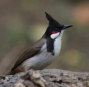 Red-whiskered Bulbul