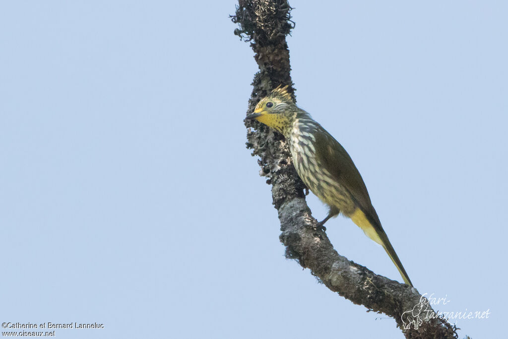 Bulbul striéadulte, identification