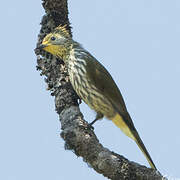 Striated Bulbul