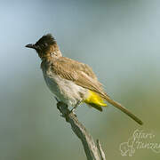 Dark-capped Bulbul