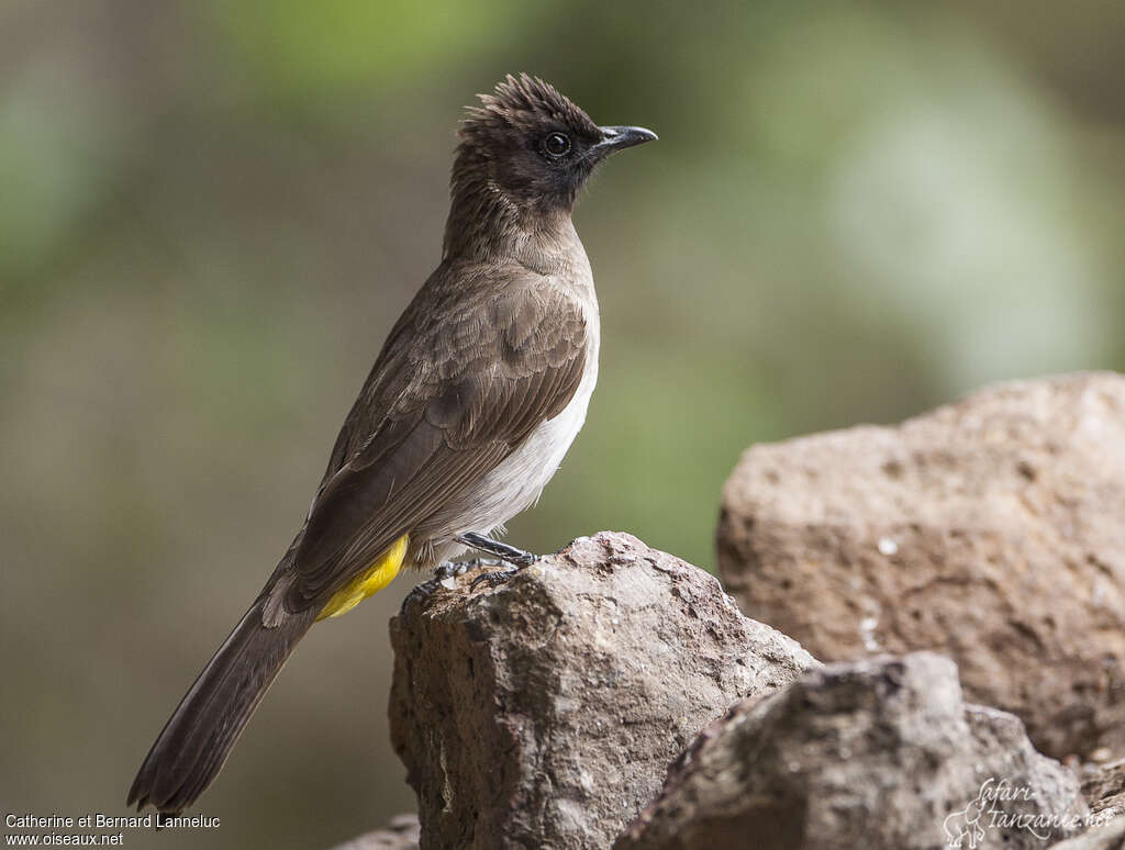 Bulbul tricoloreadulte, identification