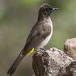 Bulbul tricolore