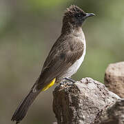 Dark-capped Bulbul