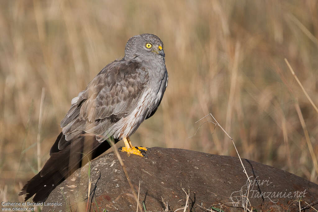 Montagu's Harrier male adult post breeding, identification