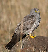 Montagu's Harrier