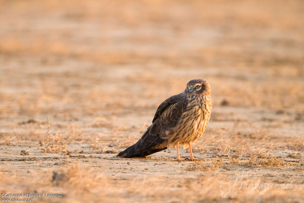 Montagu's Harrier female adult