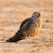 Montagu's Harrier