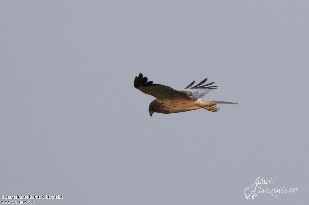 Eastern Marsh Harrier male adult, Flight