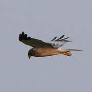 Eastern Marsh Harrier