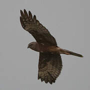 Eastern Marsh Harrier