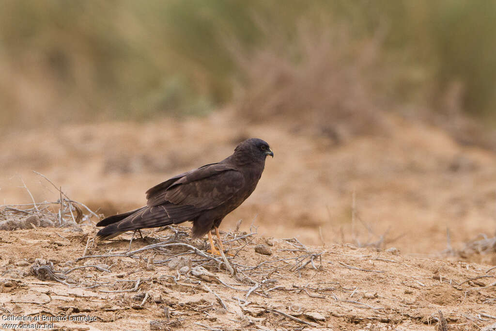 Western Marsh Harrieradult, pigmentation