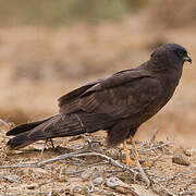 Western Marsh Harrier