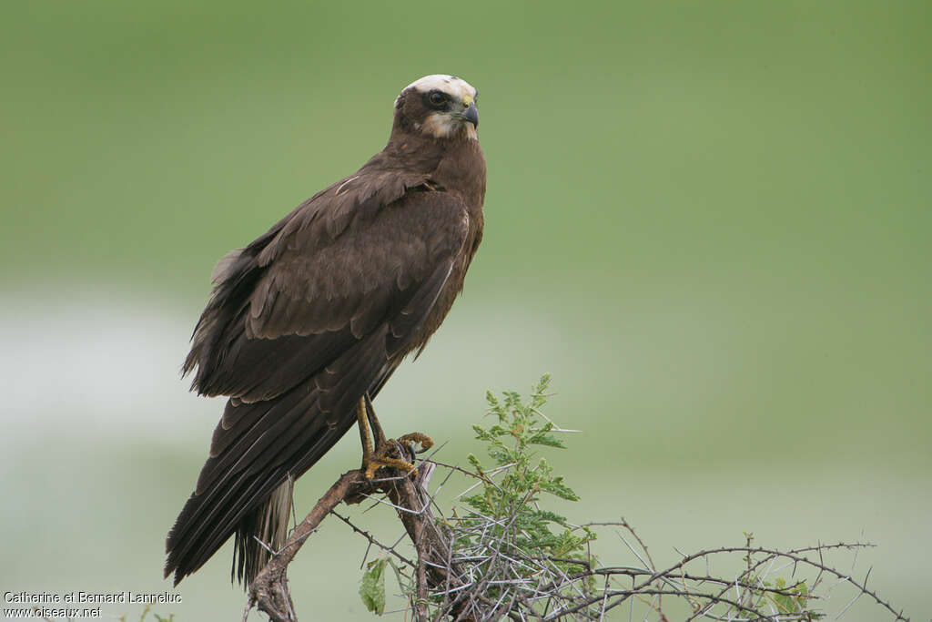 Western Marsh Harrier female Second year, identification