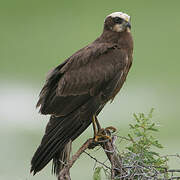 Western Marsh Harrier