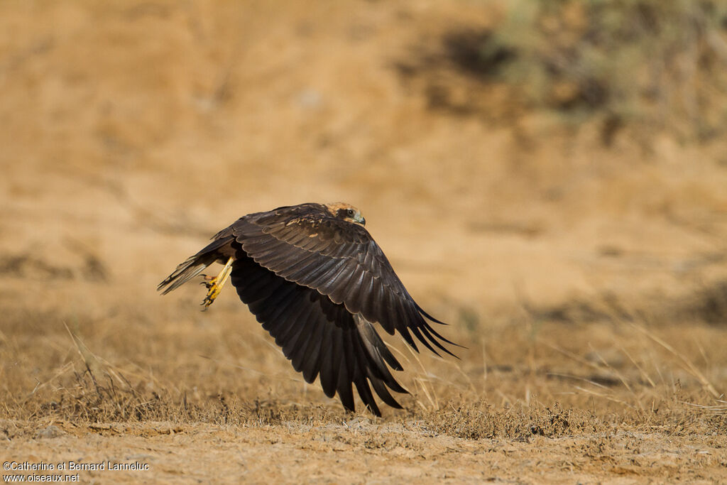 Western Marsh Harrier female adult, Flight