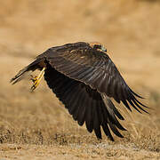 Western Marsh Harrier