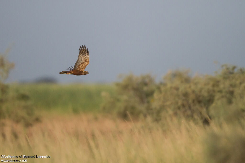 Western Marsh Harrier male adult, habitat, Flight