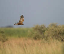 Western Marsh Harrier