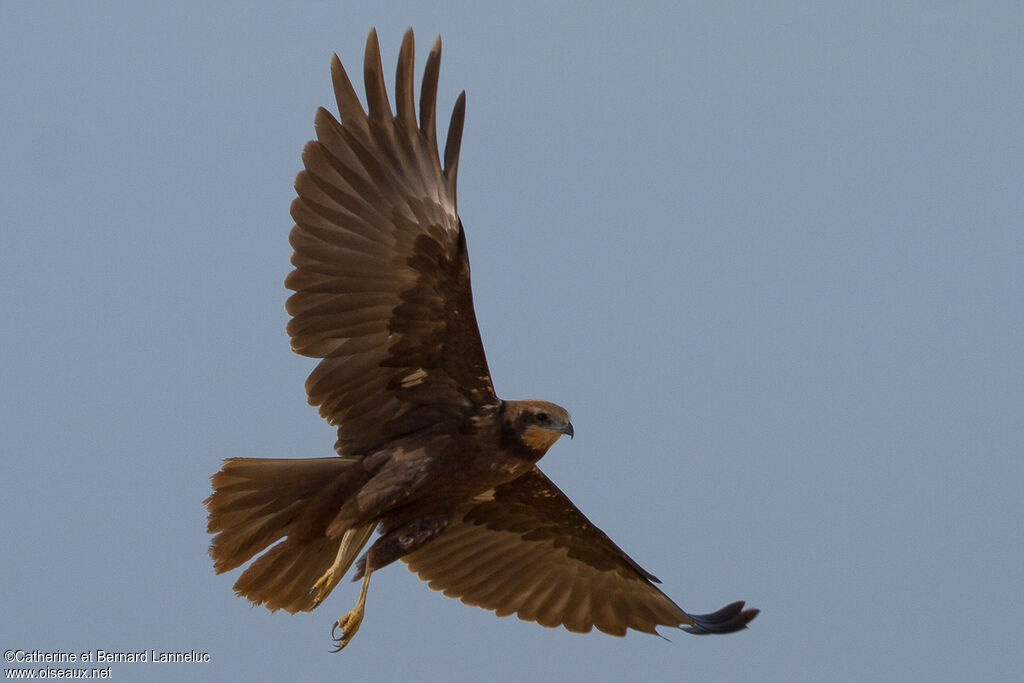 Western Marsh Harrier female adult, Flight