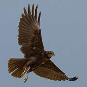 Western Marsh Harrier