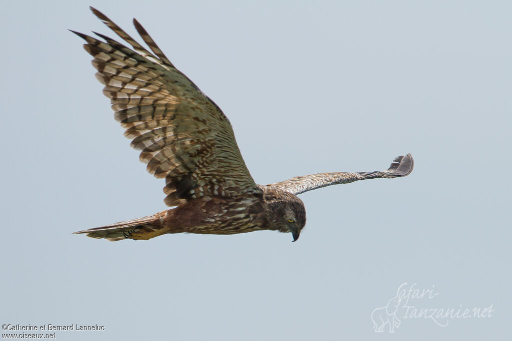 African Marsh Harrier, Flight