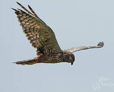 African Marsh Harrier