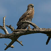 African Marsh Harrier