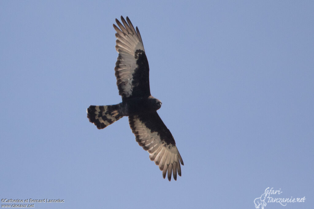 Black Harrieradult, Flight