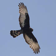 Black Harrier