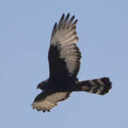 Black Harrier