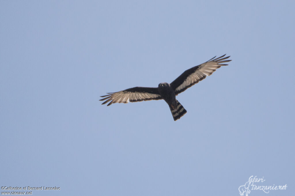 Black Harrieradult, Flight