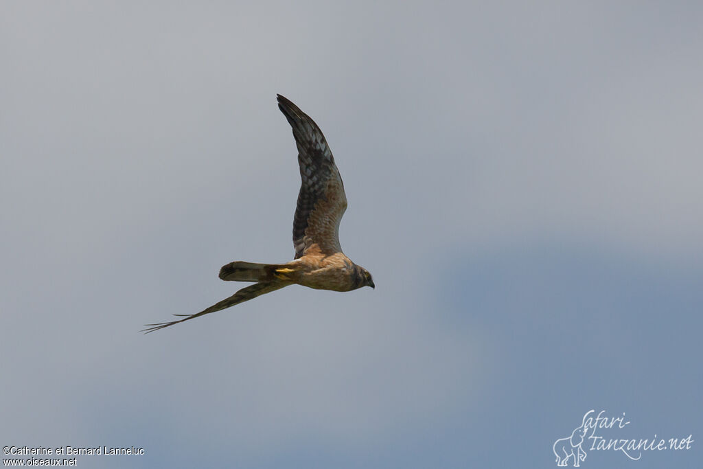 Pallid Harrierimmature, Flight