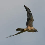 Pallid Harrier